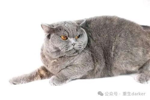 胖猫事件进展最新爆料视频,揭秘背后惊人真相